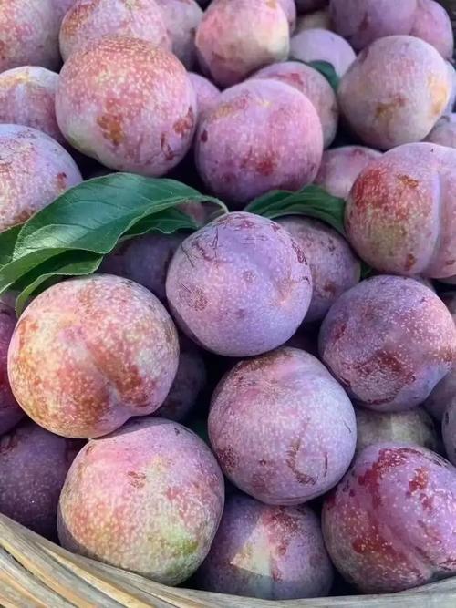 国内常见李子品种有哪些？-图2