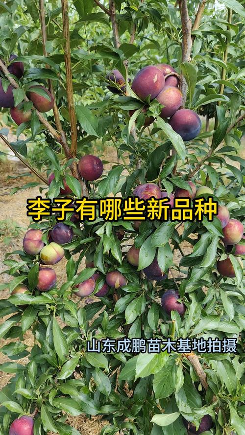 国内常见李子品种有哪些？-图3