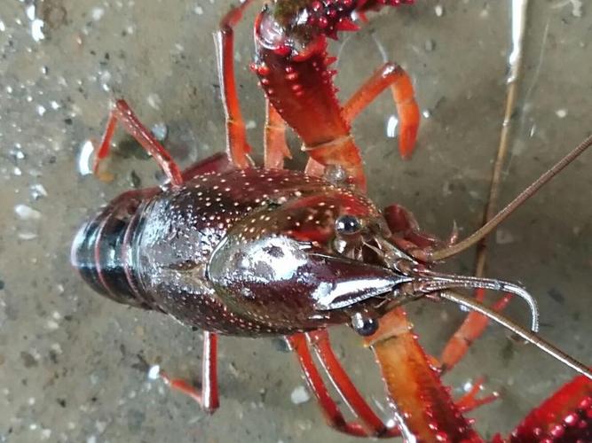 水稻套养龙虾技术视频怎么做？-图2