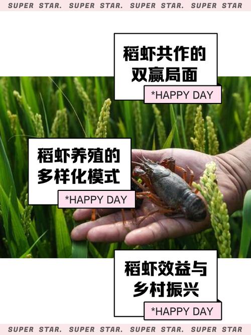 水稻套养龙虾技术视频怎么做？-图1