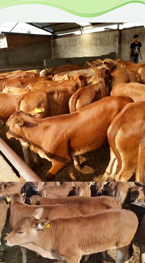 黄牛品种生长速度排名是怎样的？-图2