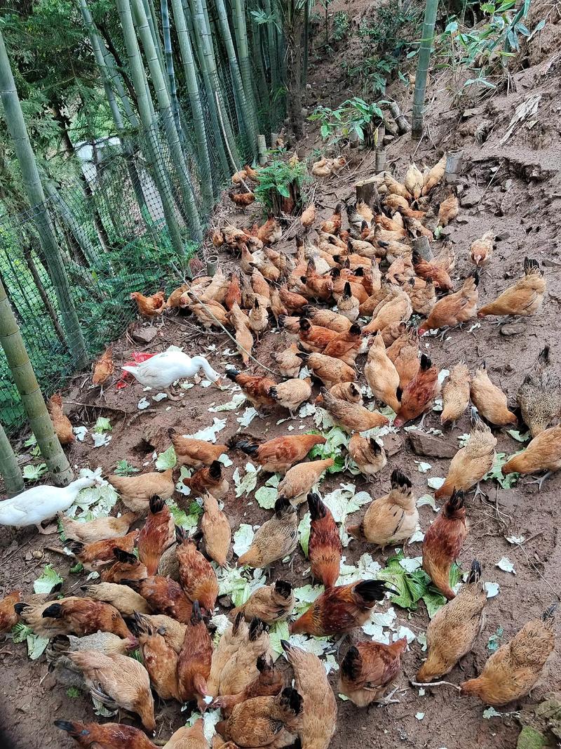 农村土鸡散养技术视频怎么学？-图1