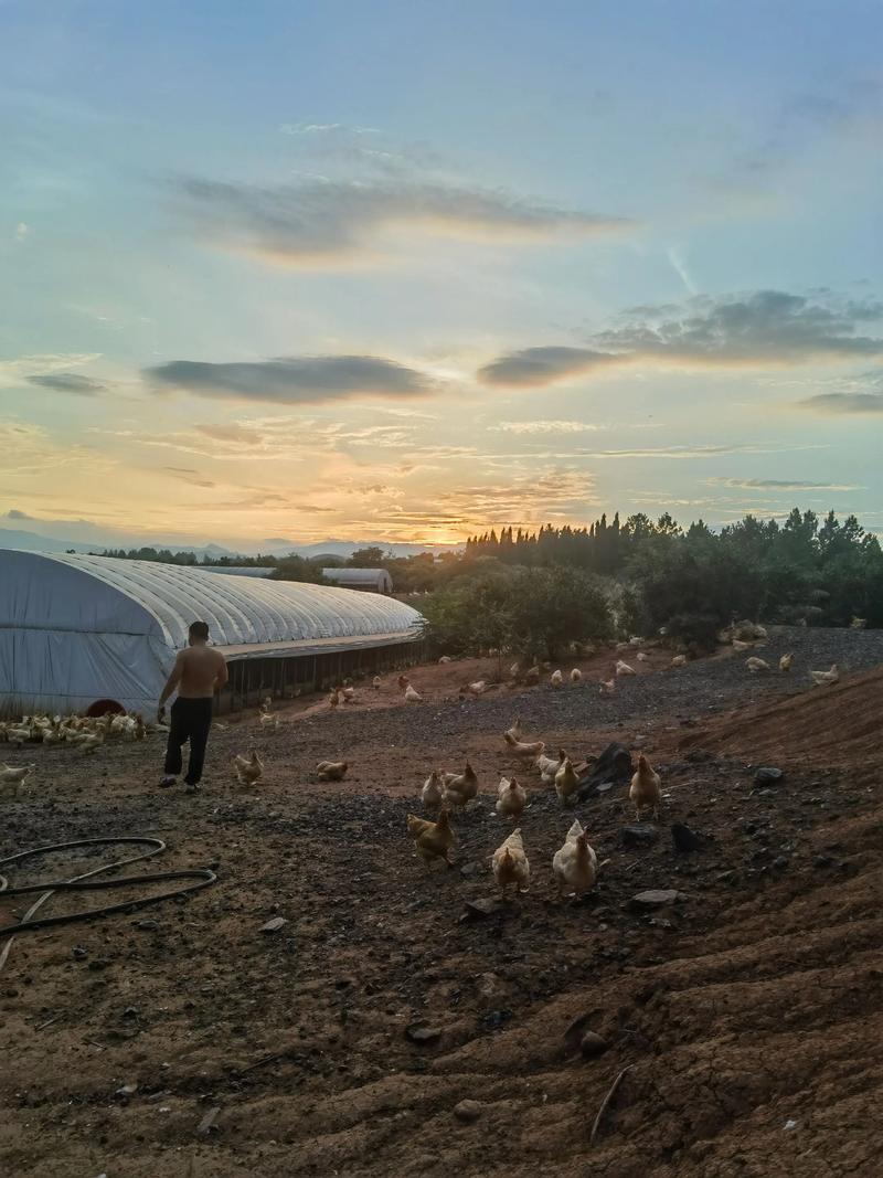 农村土鸡散养技术视频怎么学？-图3