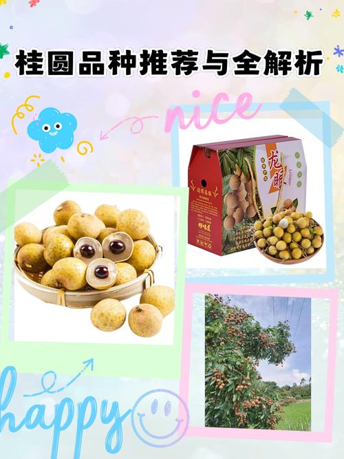桂圆品种有哪些？-图1