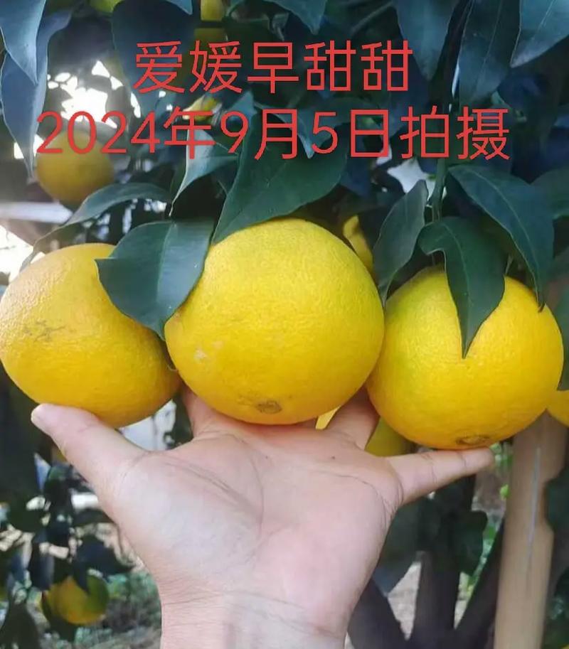爱媛42号杂柑有何独特优势？-图2