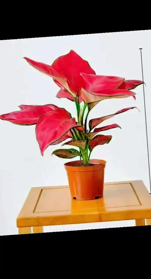 哪种一帆风顺品种更美观？-图1