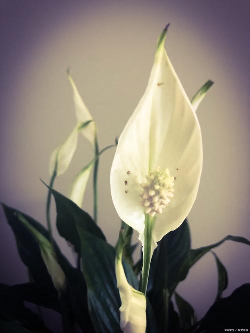 哪种一帆风顺品种更美观？-图2