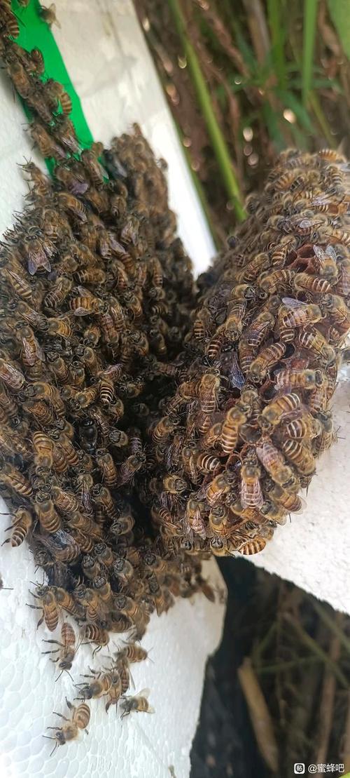 中华蜜蜂最新育王技术有何突破？-图1