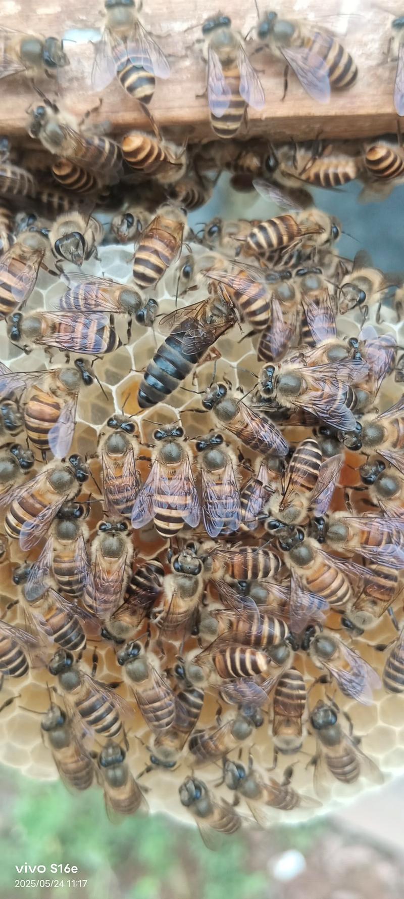 中华蜜蜂最新育王技术有何突破？-图2