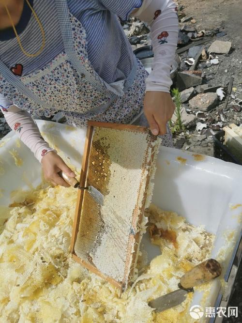 中华蜜蜂最新育王技术有何突破？-图3