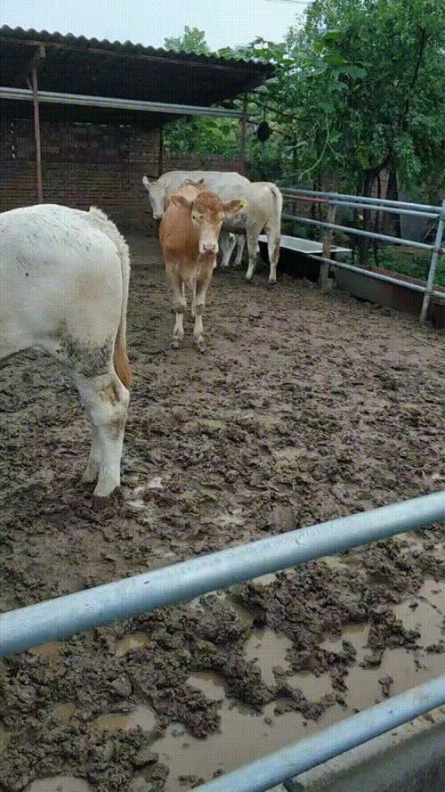 三元杂交牛品种有哪些特征？-图1