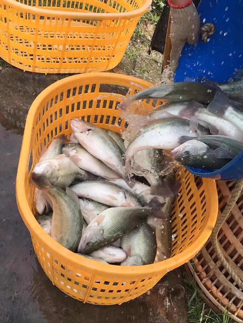 加州鲈鱼最新价格多少钱一斤？-图1