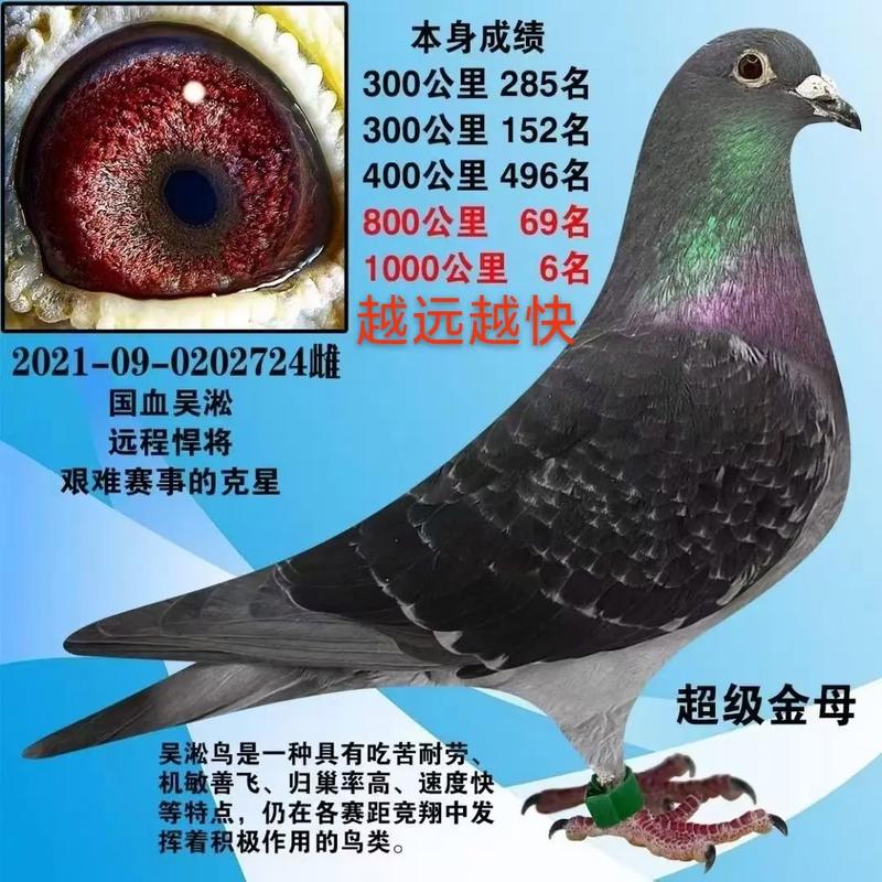 中国十大肉鸽品种，哪些最出名？-图1