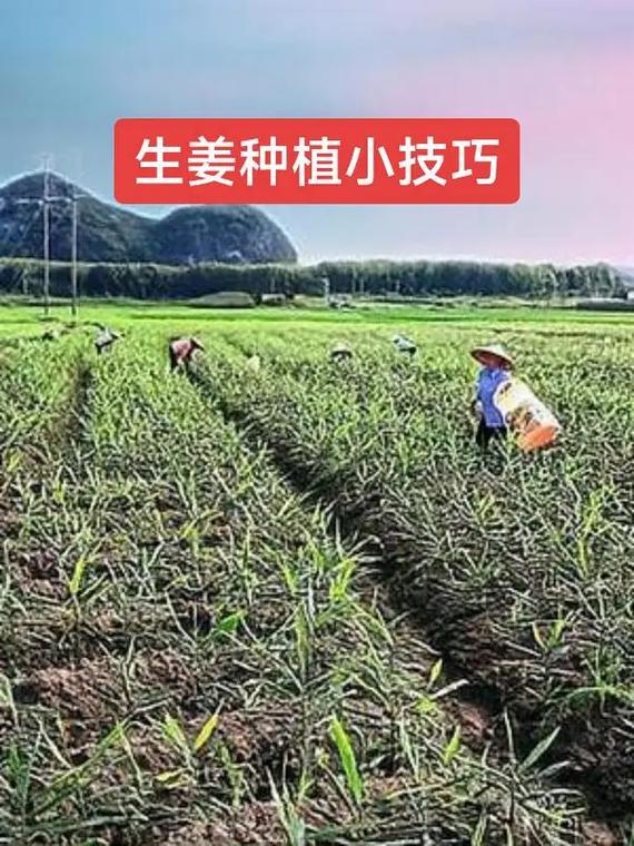 早熟地膜生姜如何实现早熟高产？-图2