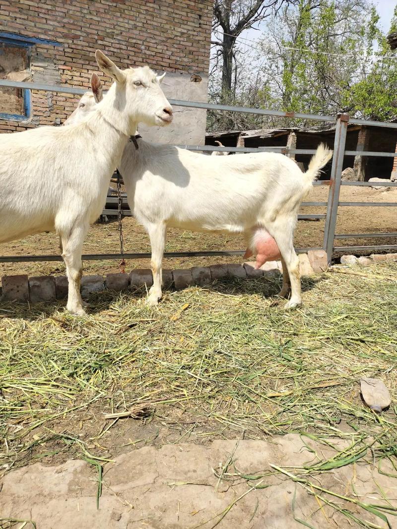 奶羊品种哪个产奶量最高？-图2