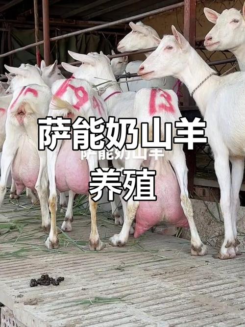 奶羊品种哪个产奶量最高？-图3