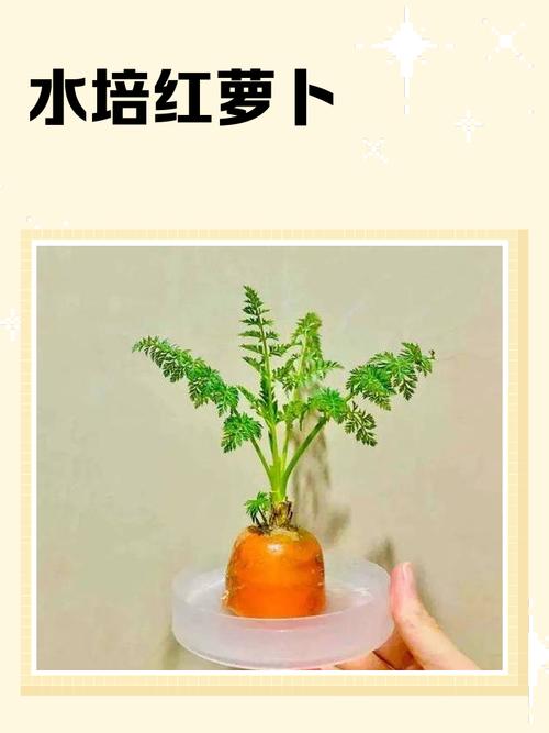萝卜种植管理有哪些关键技术？-图1