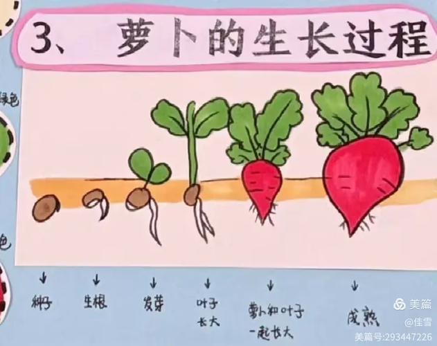 萝卜种植管理有哪些关键技术？-图3