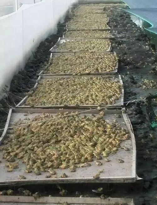 如何系统学习养殖青蛙技术？-图3