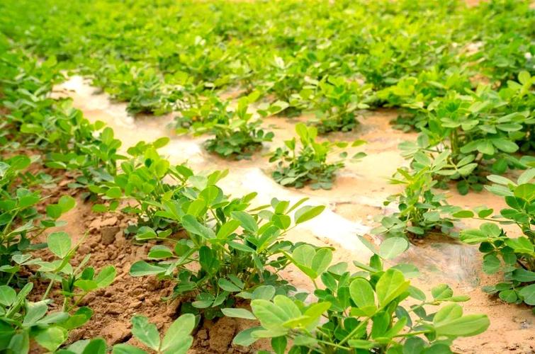 河北地膜花生种植技术要点有哪些？-图2