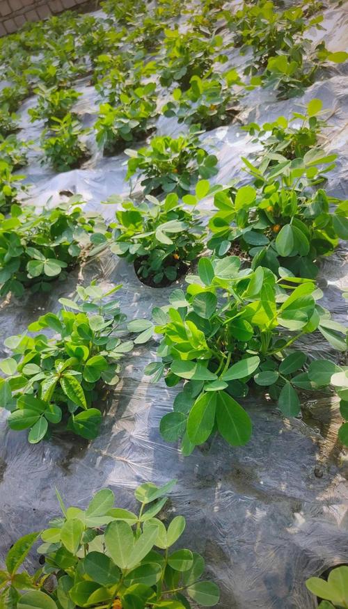 河北地膜花生种植技术要点有哪些？-图3