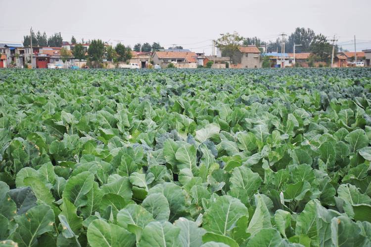 亩收益1万的种植品种真的存在吗？-图2