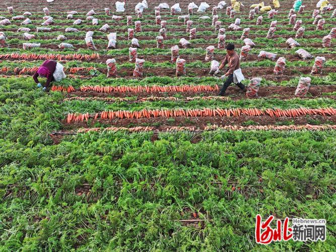 亩收益1万的种植品种真的存在吗？-图3