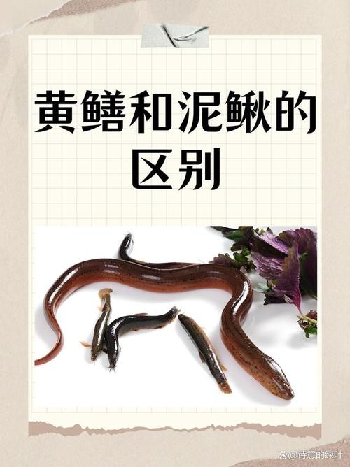 黄鳝泥鳅养殖技术培训怎么学？-图2