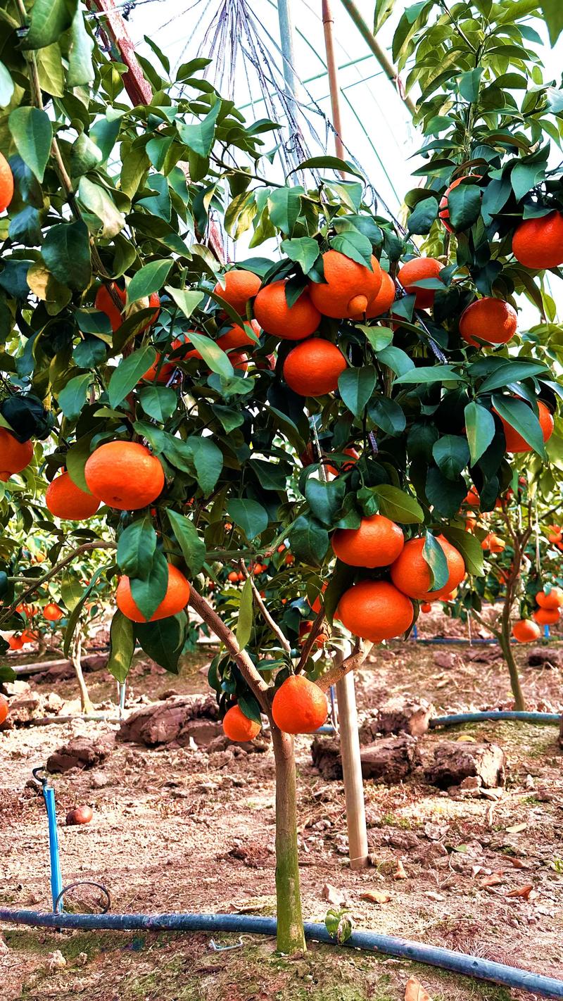 柑橘品种选哪个前景好？-图1