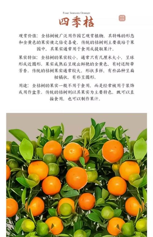 柑橘品种选哪个前景好？-图2