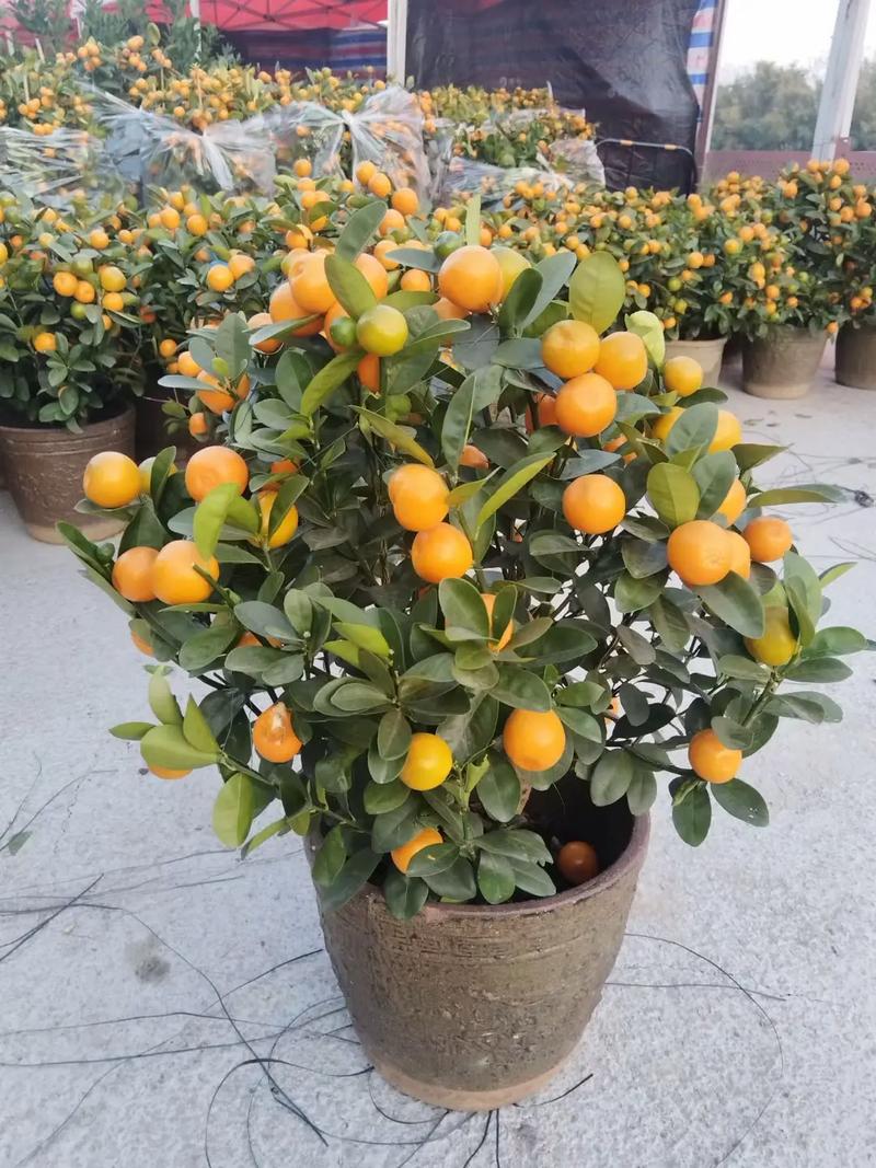 柑橘品种选哪个前景好？-图3