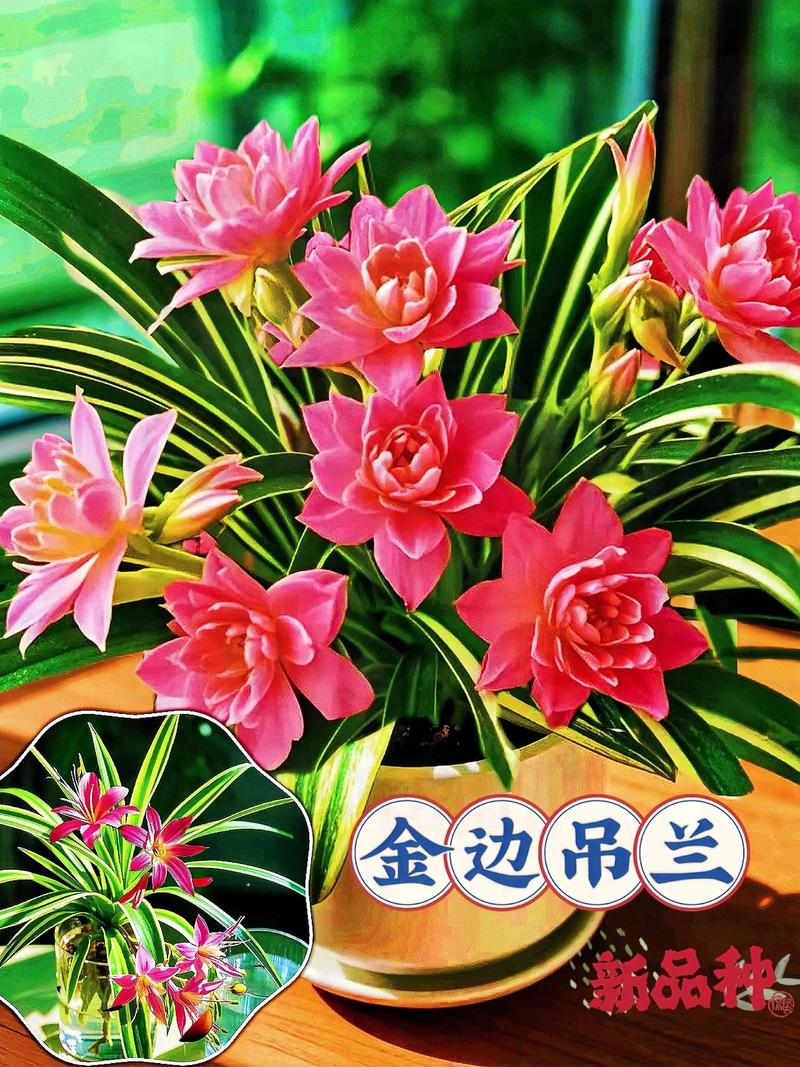 10种常见吊兰品种有哪些？-图1