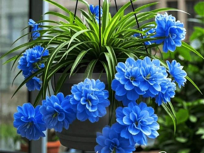 10种常见吊兰品种有哪些？-图3