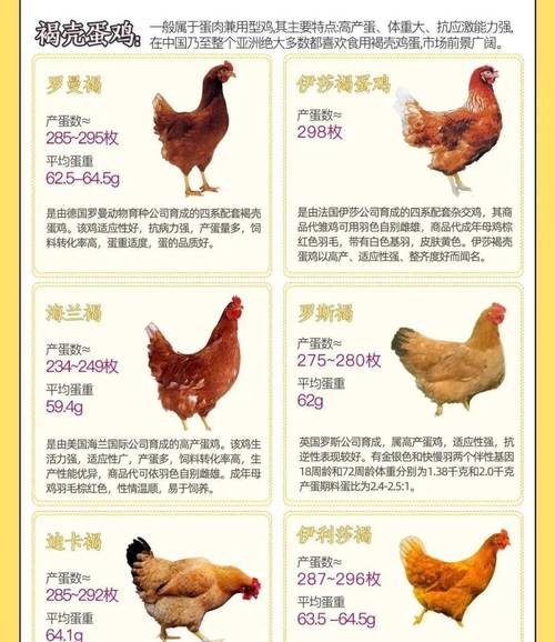 蛋鸡养殖技术资料大全有哪些要点？-图1