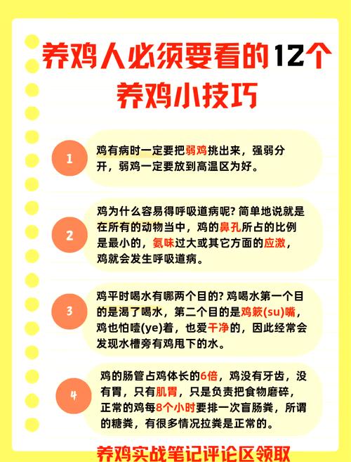 蛋鸡养殖技术资料大全有哪些要点？-图3