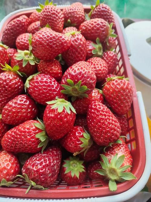 南方适合种哪些草莓品种？-图1