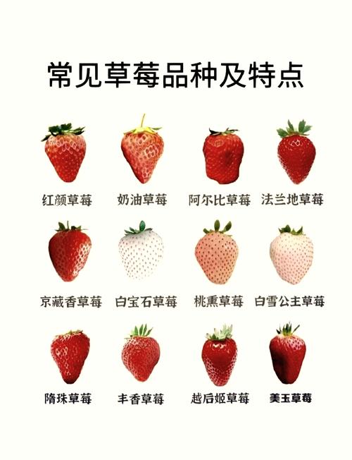 南方适合种哪些草莓品种？-图3