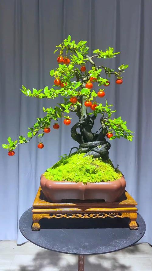 什么盆景品种最值钱？-图1