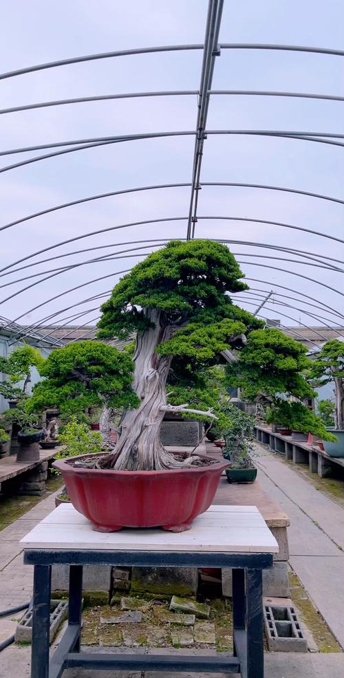 什么盆景品种最值钱？-图2