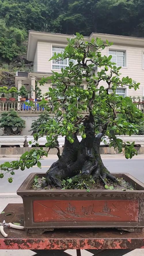 什么盆景品种最值钱？-图3