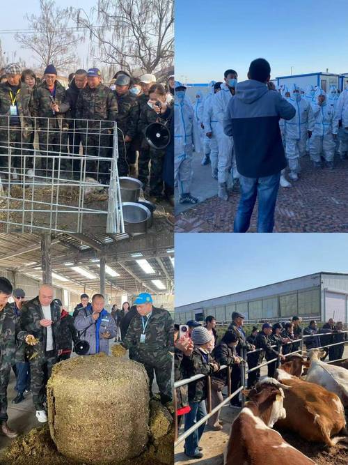 野鸡养殖技术培训学校怎么选？-图1