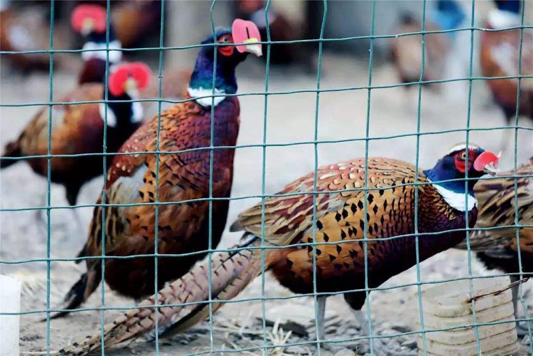 野鸡养殖技术培训学校怎么选？-图3
