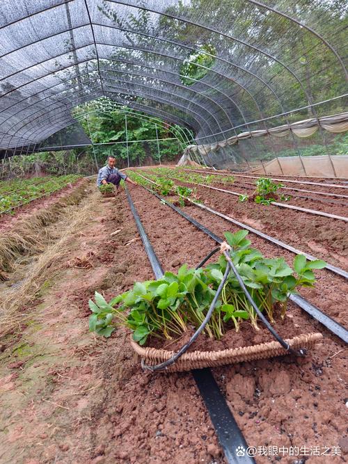 大鹏草莓种植技术大全-图2