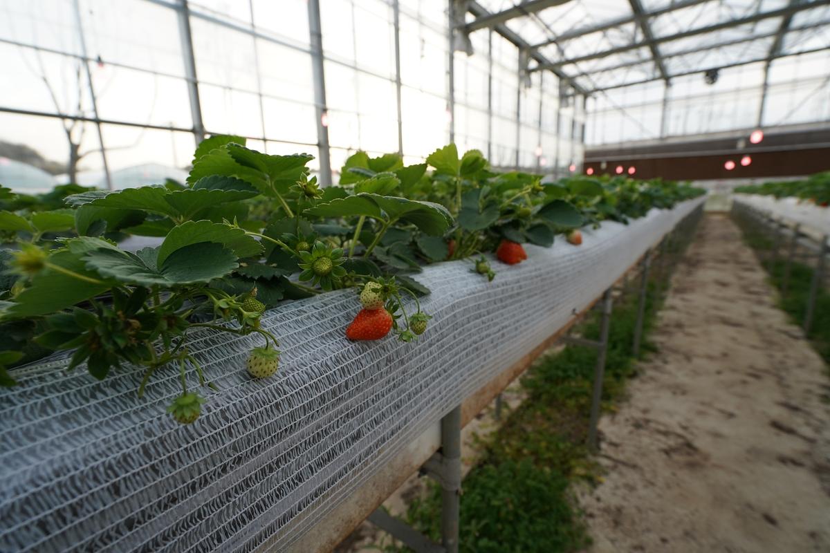 大鹏草莓种植技术大全-图3