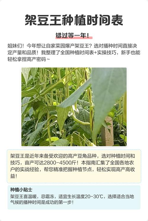 架豆王种植技术视频有哪些要点?-图1 架豆王种植技术视频有哪些要点?-图1