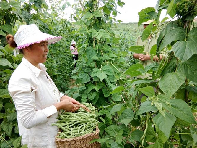 架豆王种植技术视频有哪些要点?-图2 架豆王种植技术视频有哪些要点?-图2