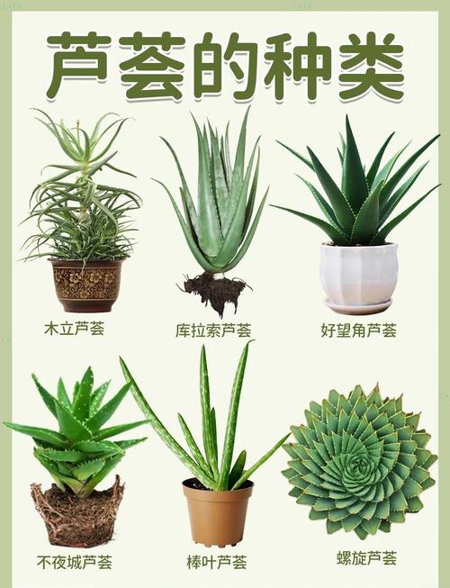 芦荟所有品种有哪些？附图片详解。-图1