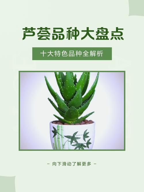 芦荟所有品种有哪些？附图片详解。-图2