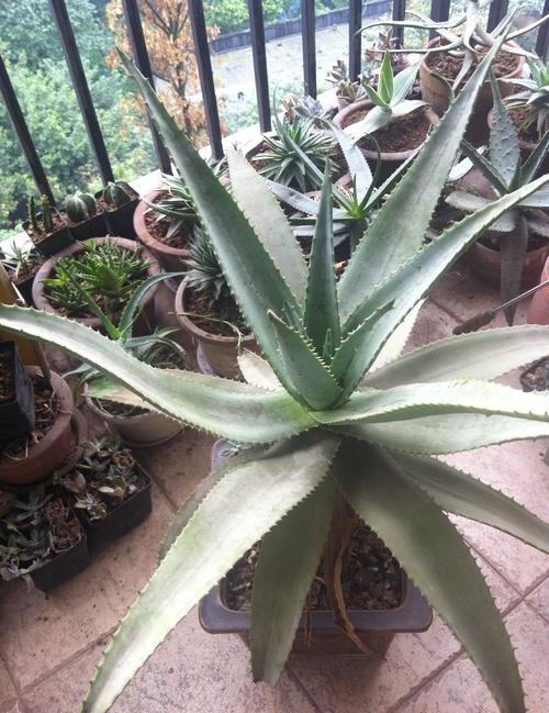 芦荟所有品种有哪些？附图片详解。-图3