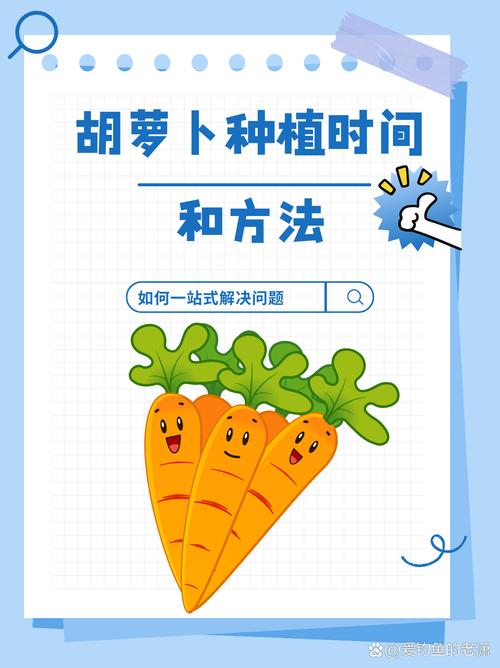 胡萝卜种植技术和时间-图1